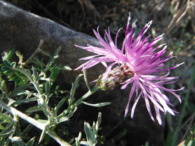 centaurea